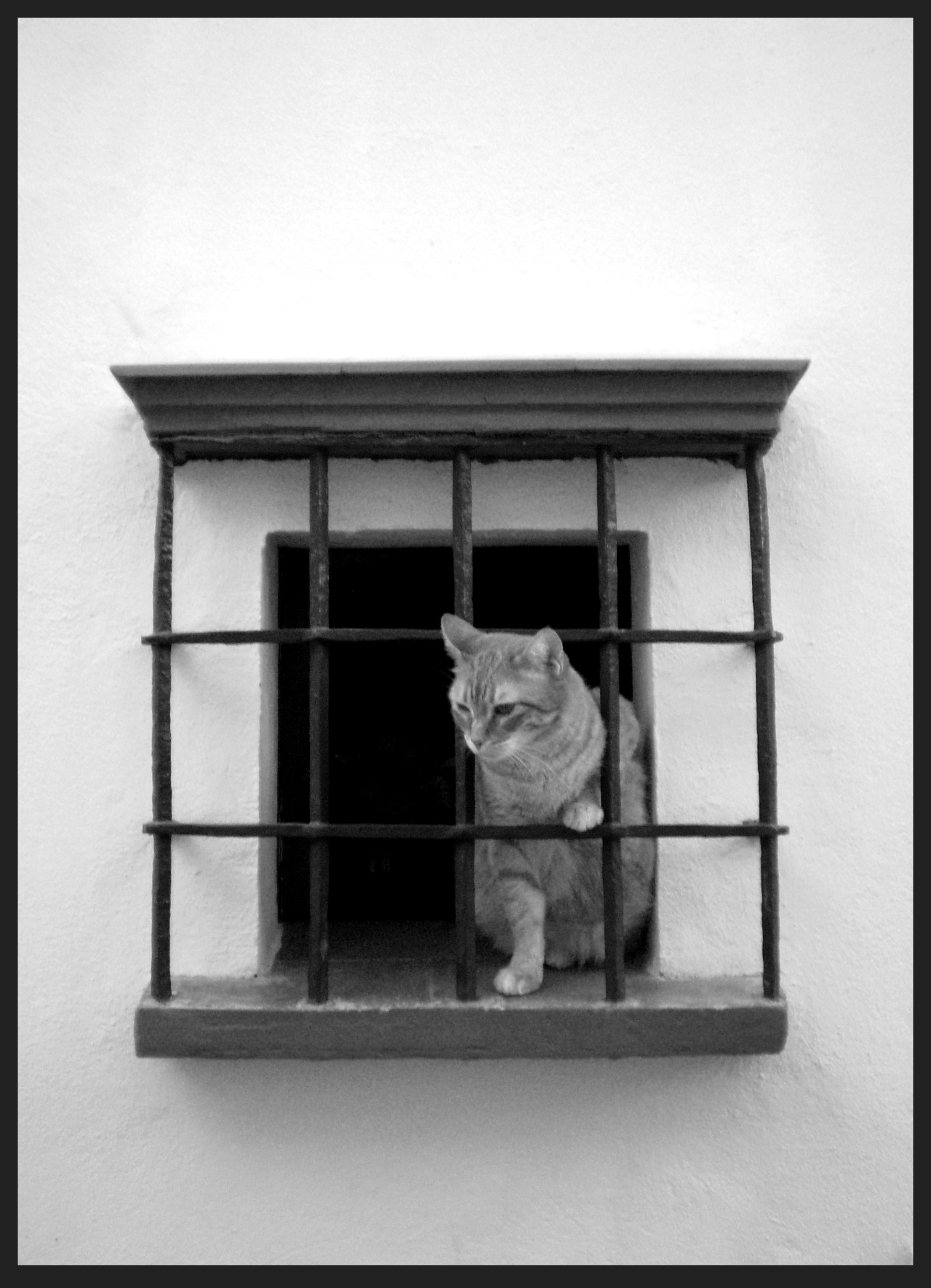 Chat sur rebord de fenêtre